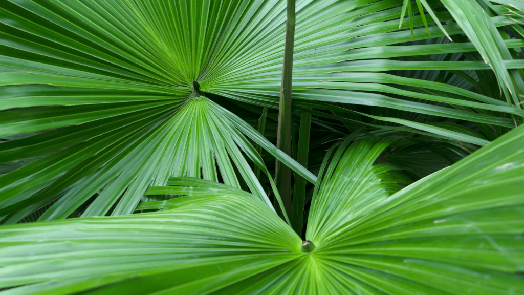 saw palmetto bioenergy nutrition integratori sportivi alimentazione cuneo