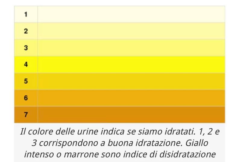 bioenergy nutrition integratori sportivi alimentazione cuneo Colore delle urine e idratazione