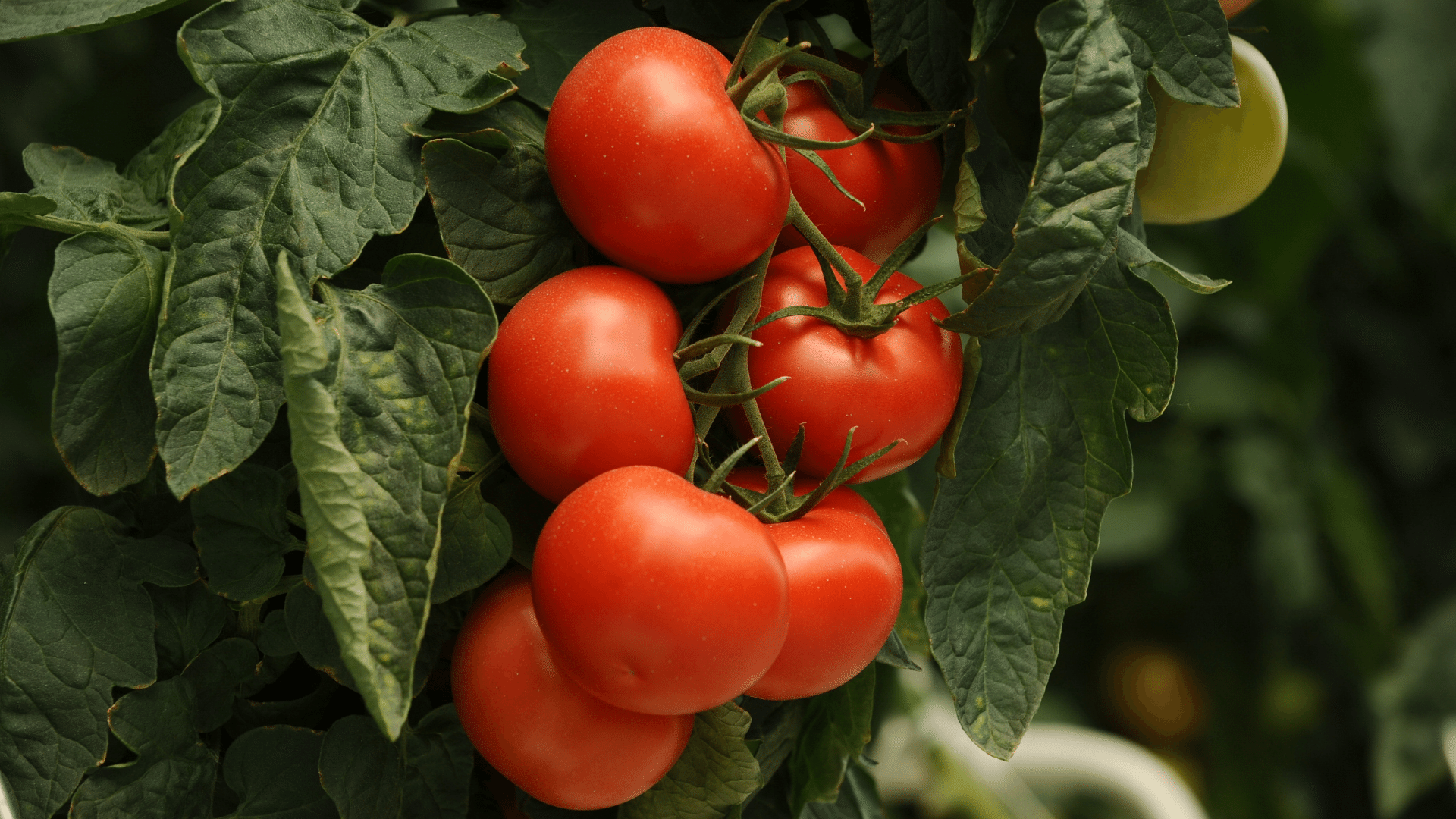 proprietà dei pomodori