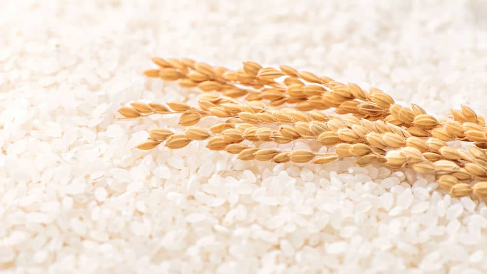 Proprietà del riso bioenergy nutrition integratori sportivi cuneo