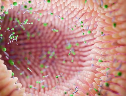 Il microbiota intestinale