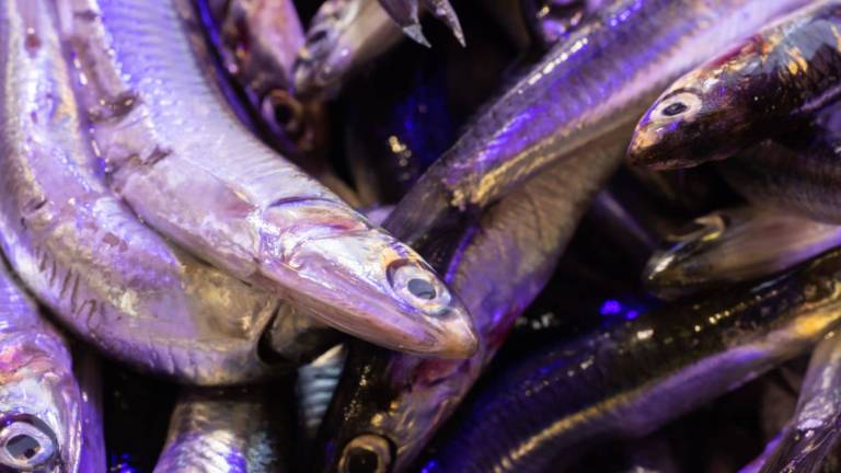 Pesce azzurro bioenergy nutrition integratori sportivi alimentazione cuneo