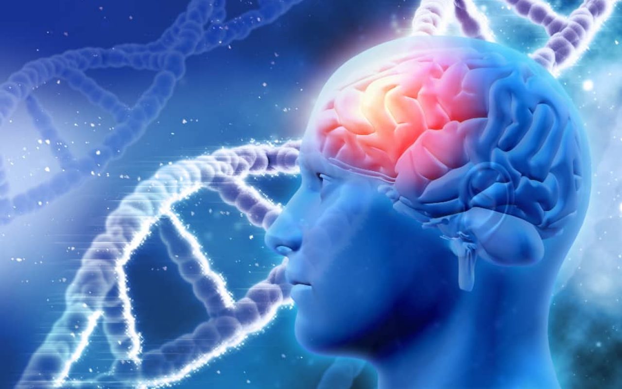 cervello umano cervello umano bioenergy nutrition integratori sportivi alimentazione cuneo sale proprietà e curiosità