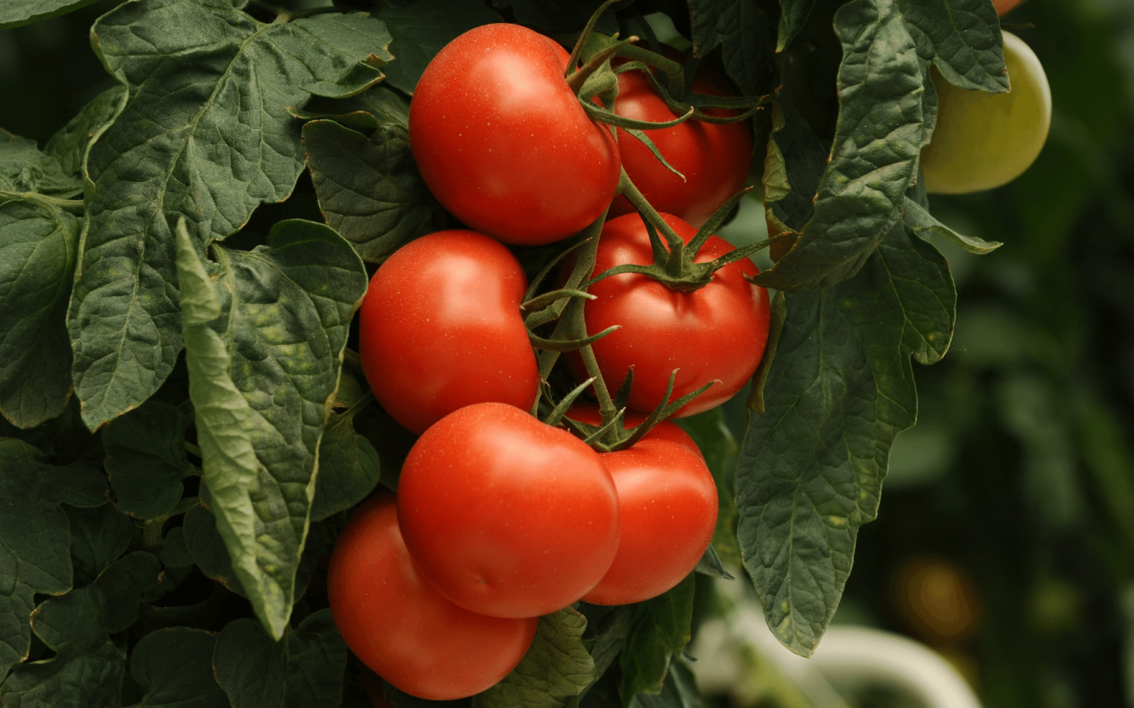 proprietà dei pomodori bioenergy nutrition integratori sportivi alimentazione cuneo proprietà dei pomodori
